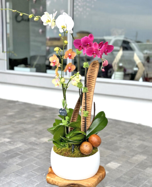 Colorful Orchids Arrangements