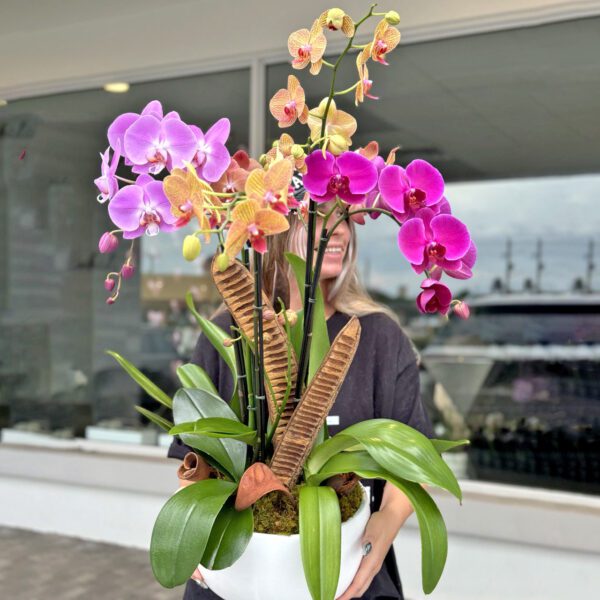 Vibrant Elegance: The Beauty of 4 Colorful Orchids