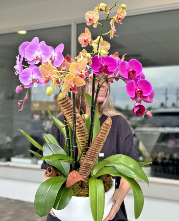 Vibrant Elegance: The Beauty of 4 Colorful Orchids