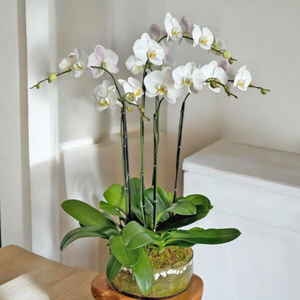 Large White Orchids Arrangement