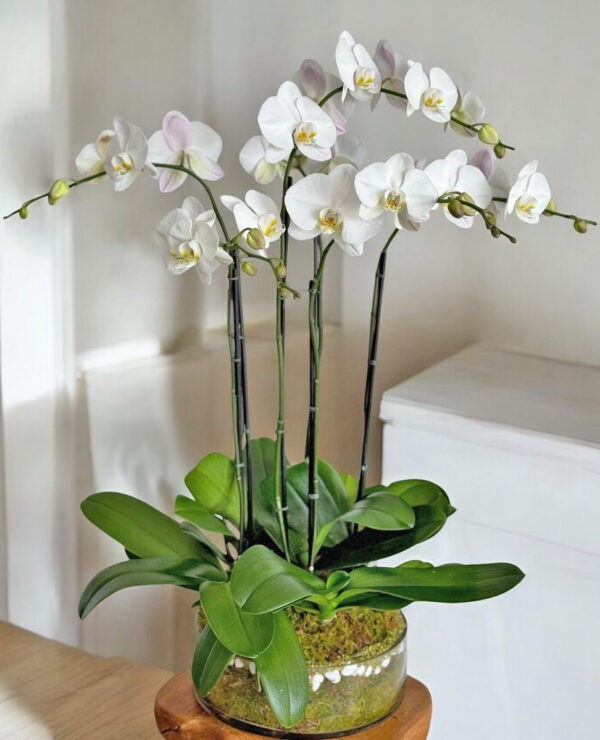 Large White Orchids Arrangement