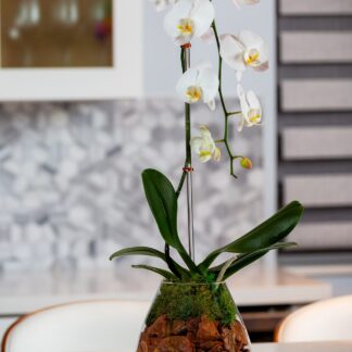Cascading White Orchid Arrangement - Image 2