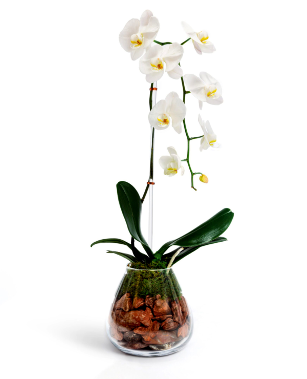 Cascading-White--boca-raton-florist