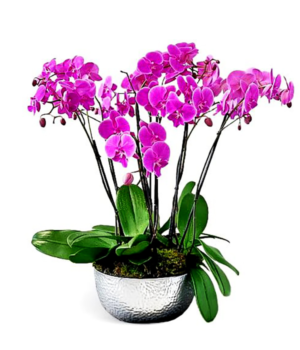 amore--boca-raton-florist