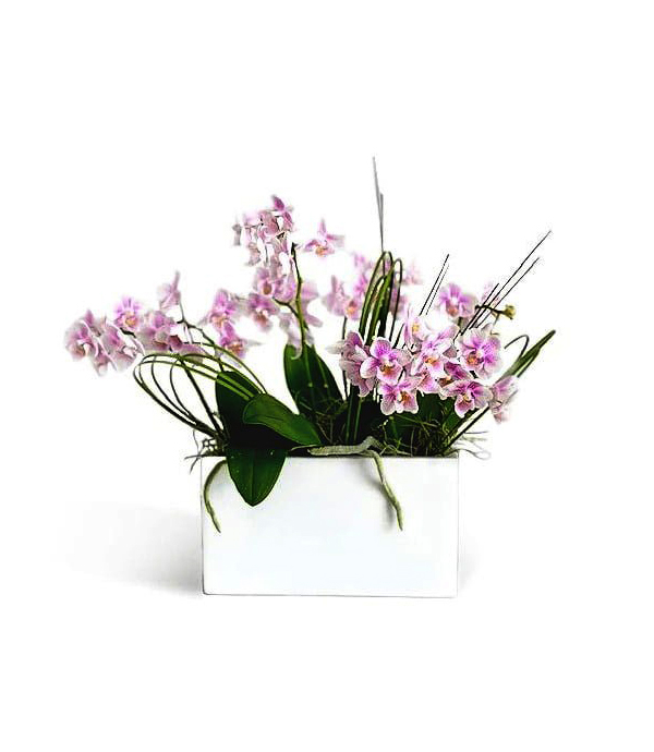 audrey--boca-raton-florist