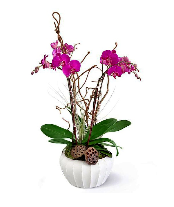 bailey-boo-o-boca-raton-florist