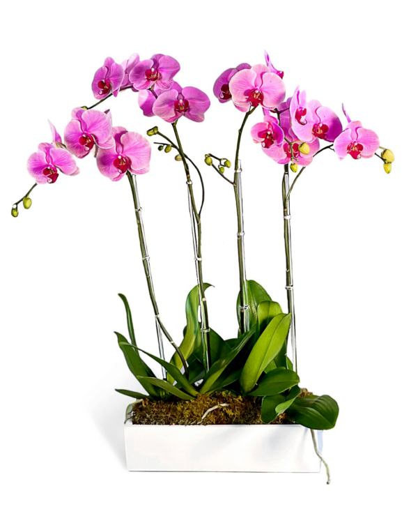 barbara--boca-raton-florist