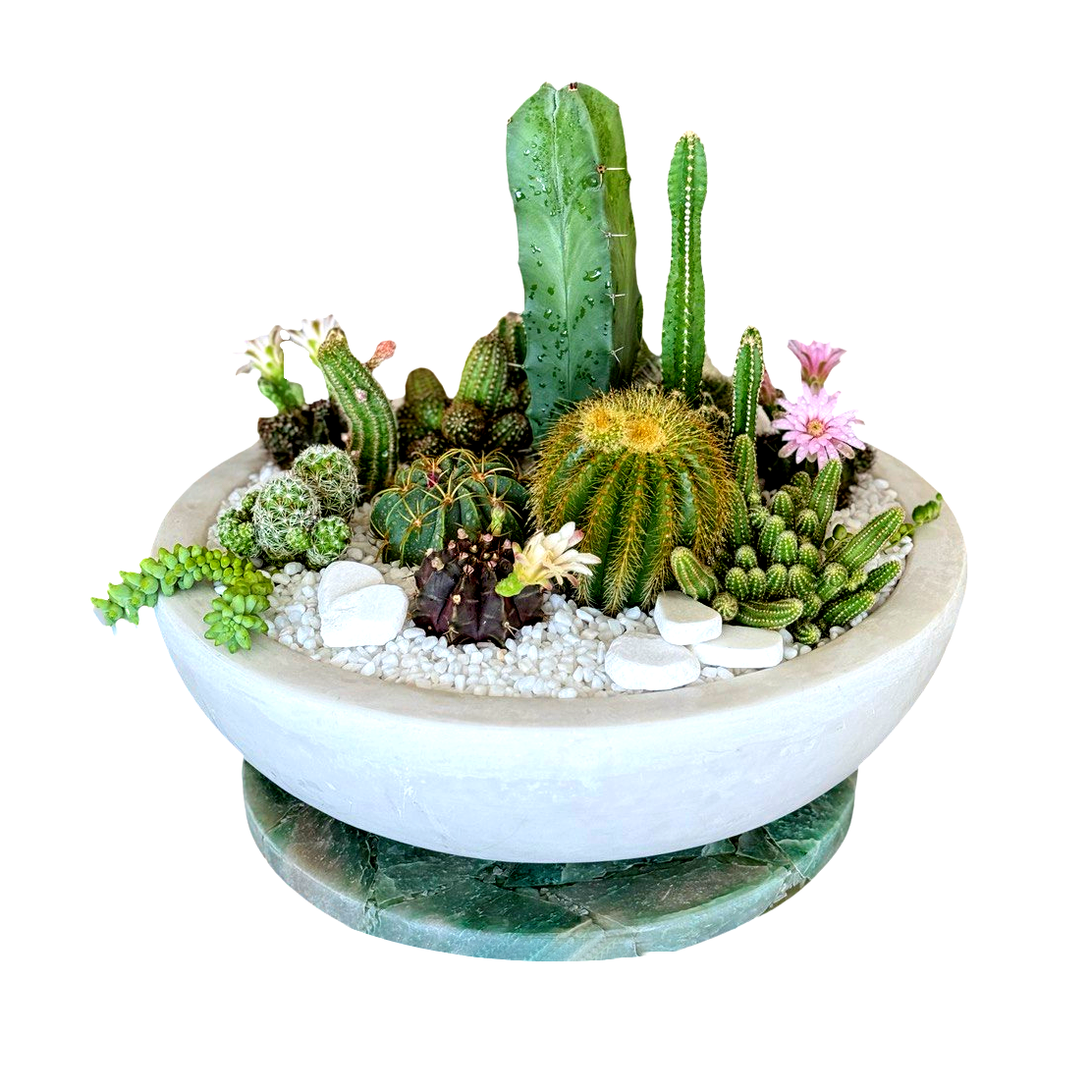 Cacti and Succulent Arrangement