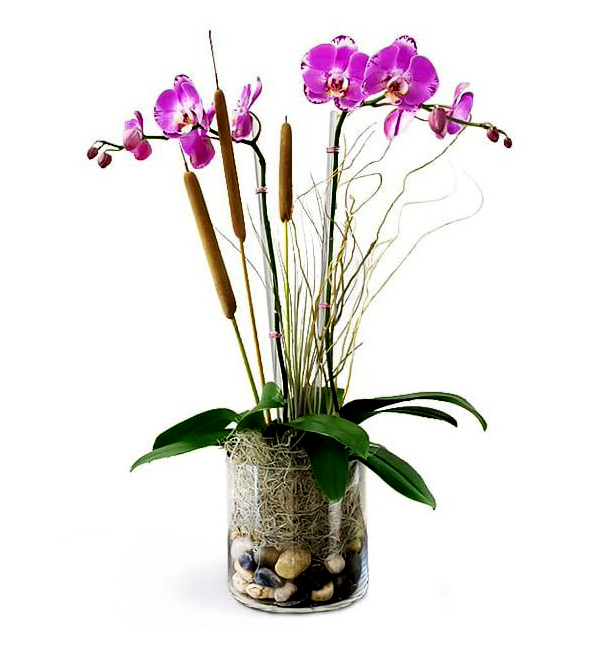 evelin-orchids-boca-raton-florist