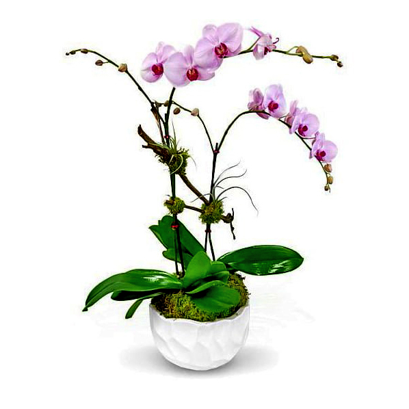 helena-orchids--boca-raton-florist