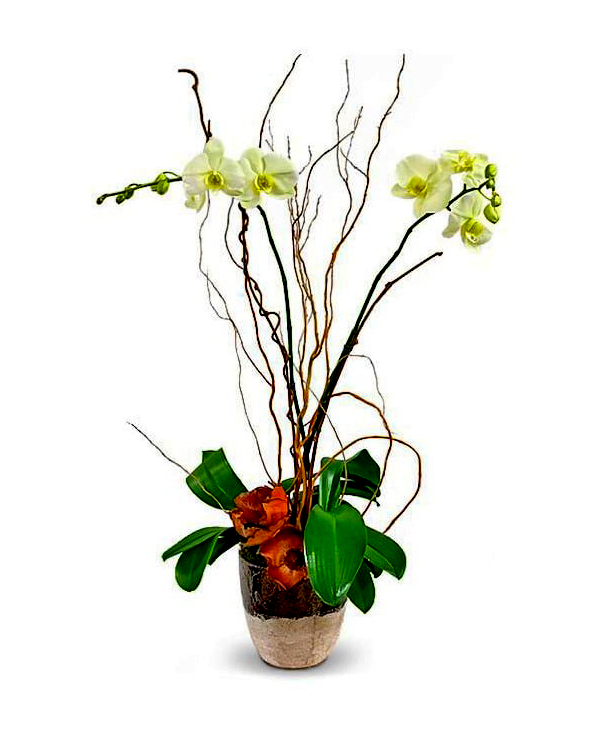 joy-orchids-boca-raton-florist