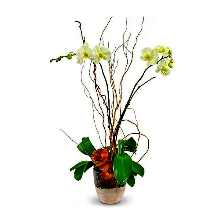 joy-orchids-boca-raton-florist