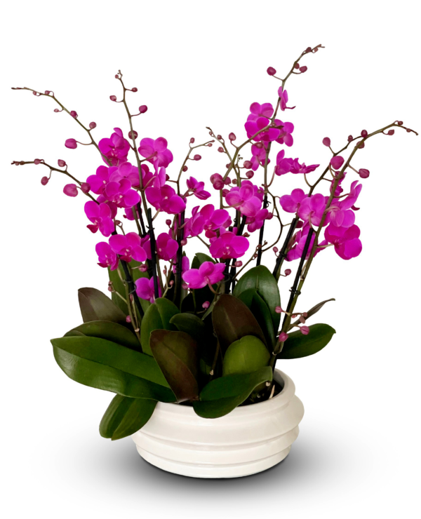 juicy-petals--boca-raton-florist