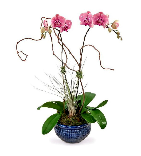 juliette-orchids--boca-raton-florist