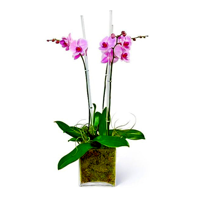 kate-orchids--boca-raton-florist