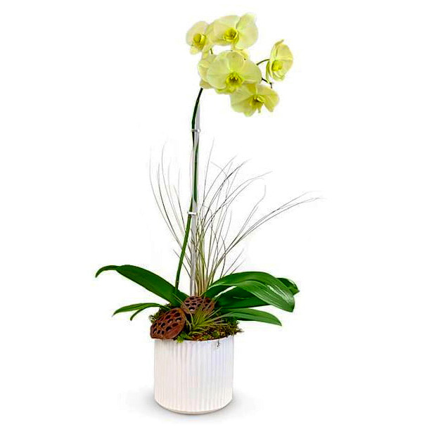 leticia--boca-raton-florist