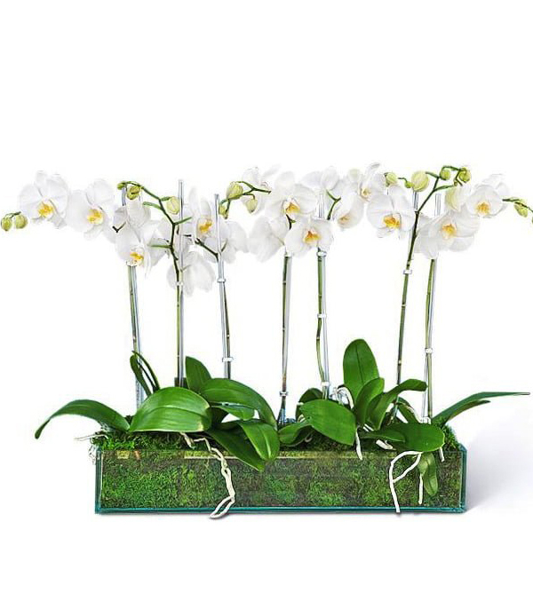 lucky-boat-boca-raton-florist