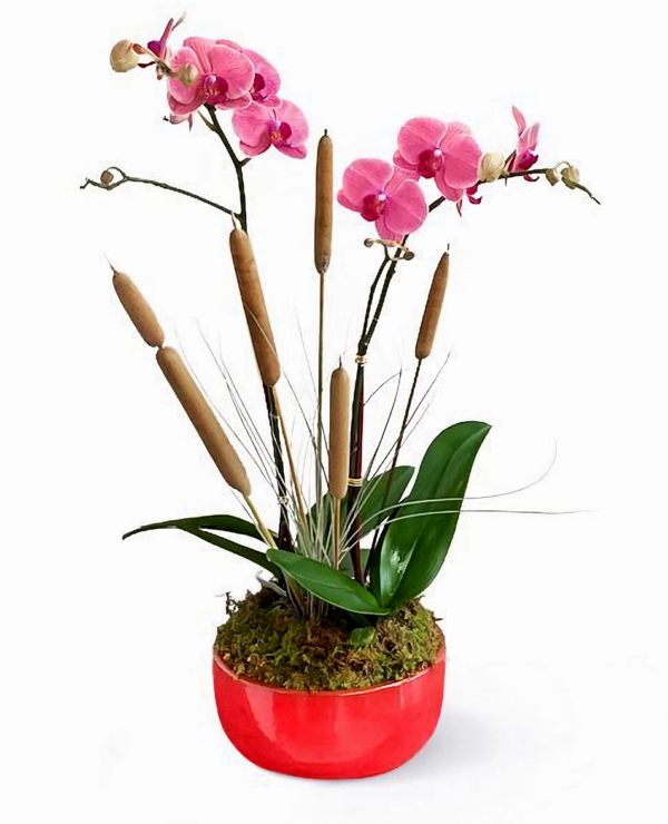 lucy-1-boca-raton-florist