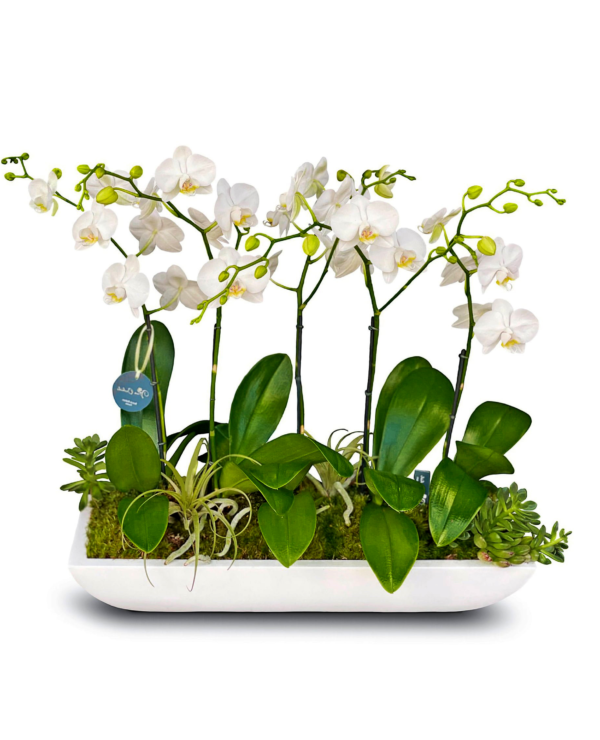 mini-jungle--boca-raton-florist