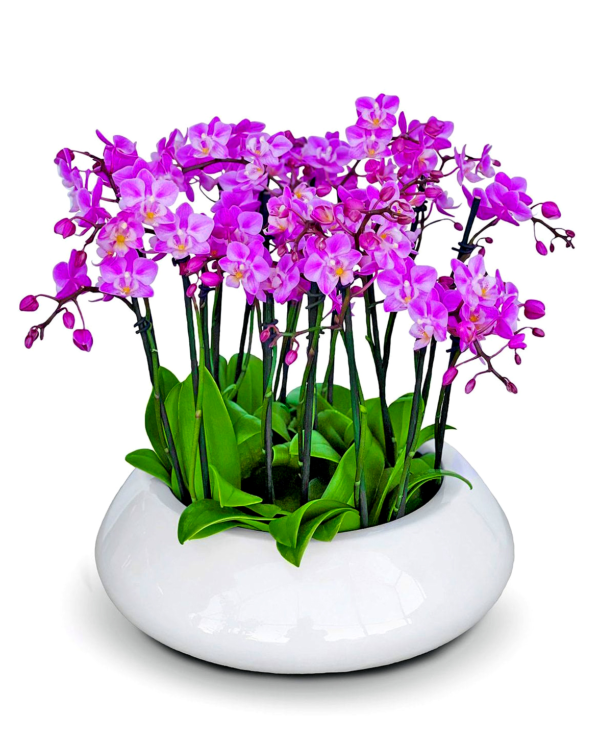 oasis-mini-orchids--boca-raton-florist