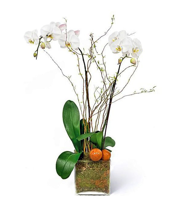 olvia-orchids--boca-raton-florist
