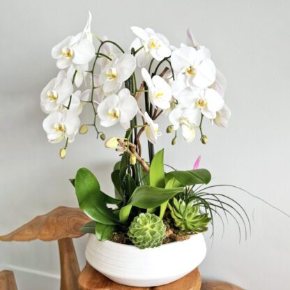 5 Elegant White Orchid Arrangements