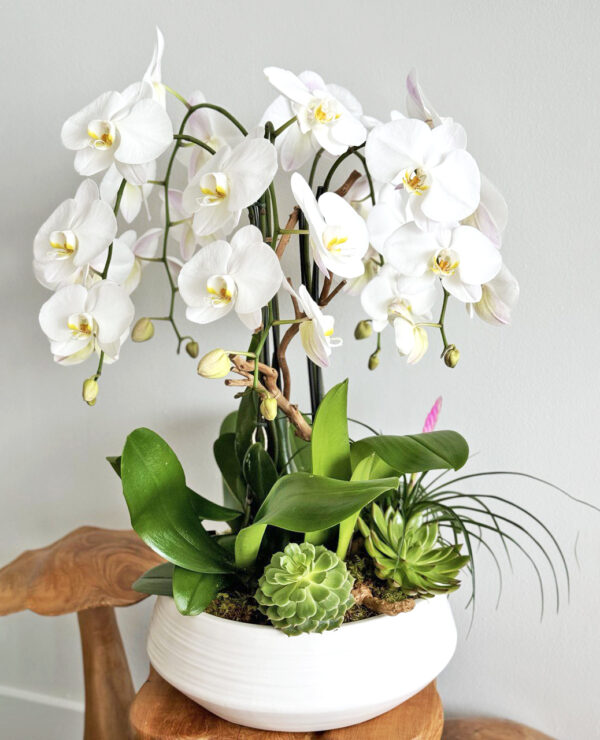 5 Elegant White Orchid Arrangements