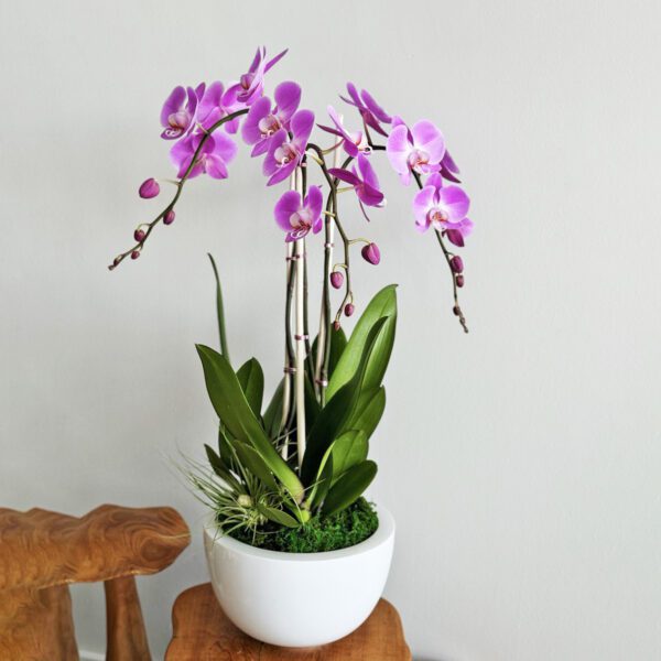 pink orchid arrangements t
