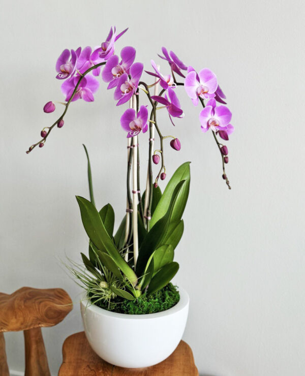 pink orchid arrangements t