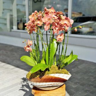 6 orange orchid arrangement in italian vase