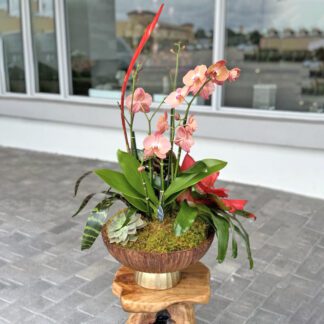 orchid and bromeliad