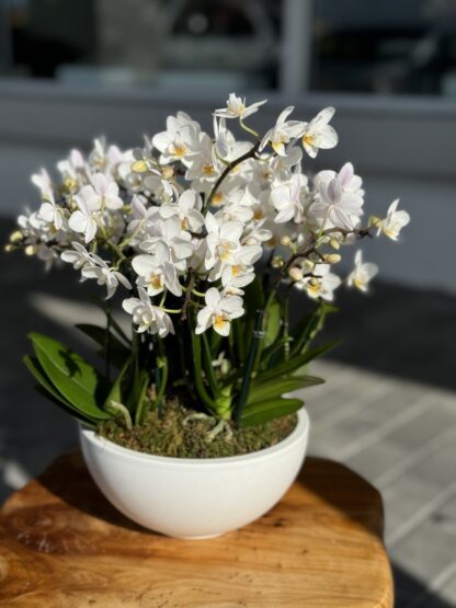 Mini orchids (6 double or 8 single)