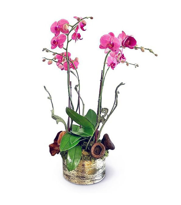 sally-orchids--boca-raton-florist