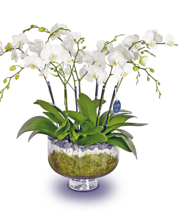 serenity-orchids-f-boca-raton-florist