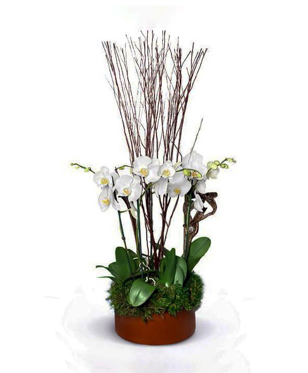 splashing-beaut--boca-raton-florist
