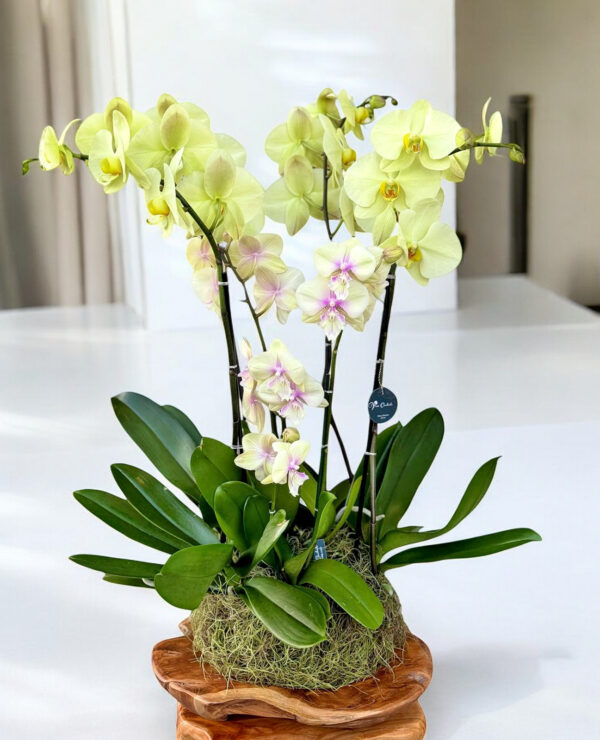lime orchid composition with pink accents is a sophisticated