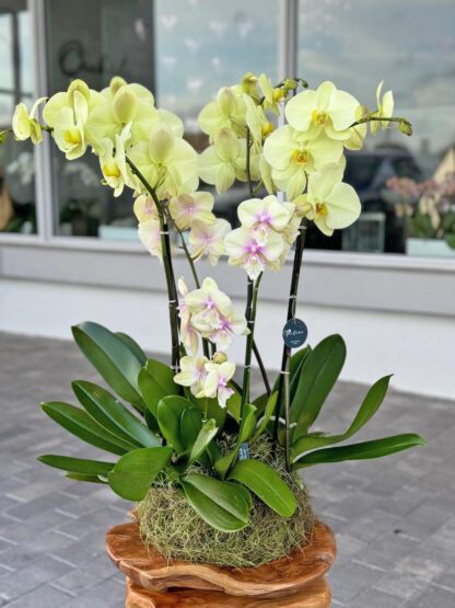 lime orchid composition with pink accents is a sophisticated