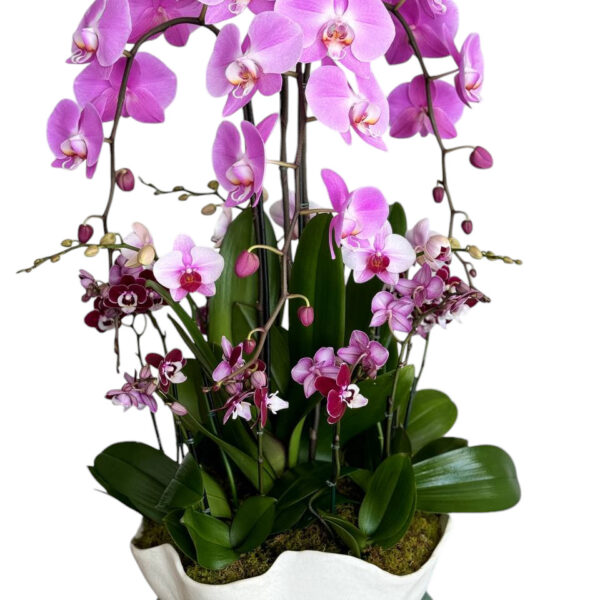 luxury orchids