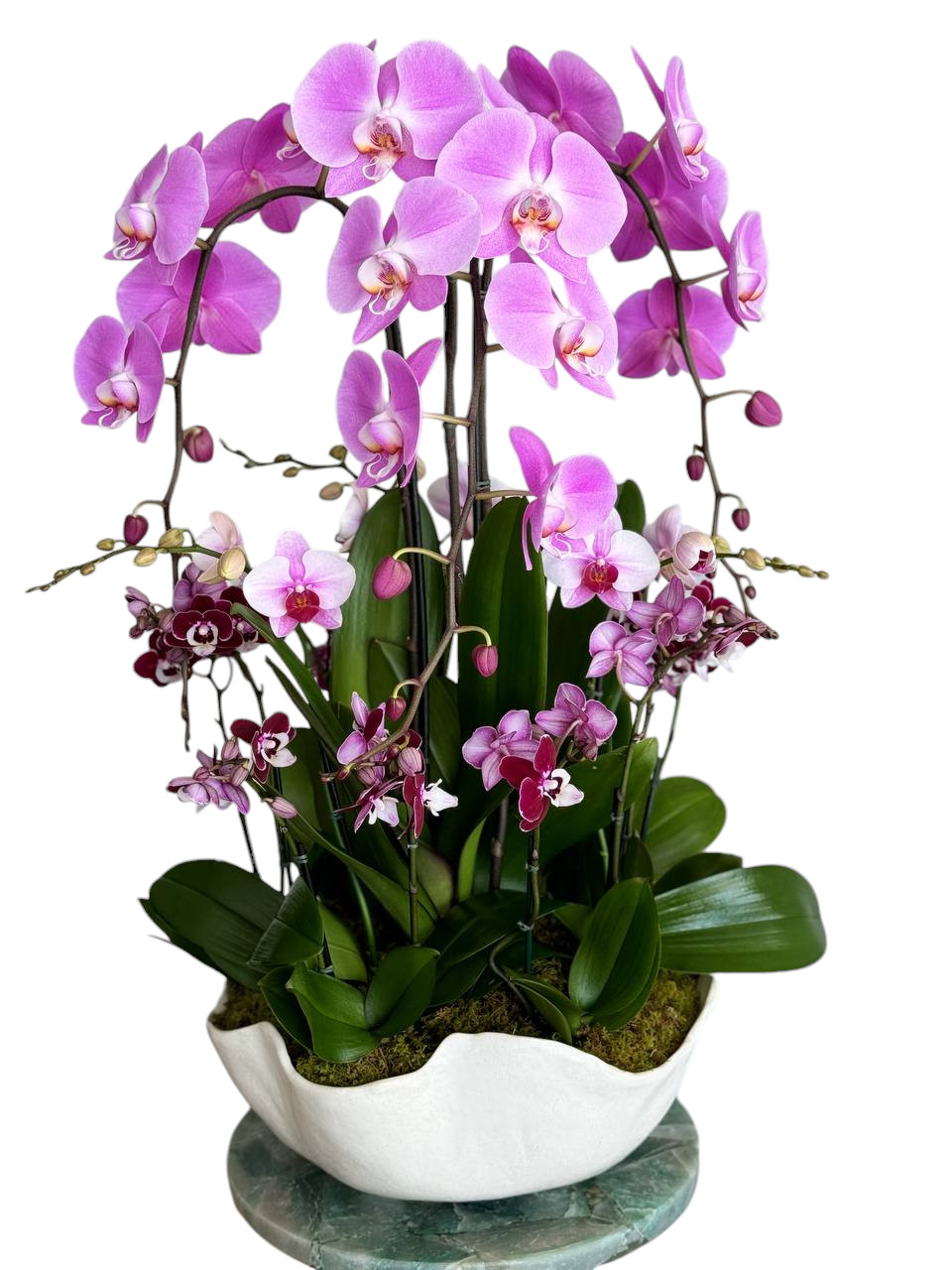 luxury orchids