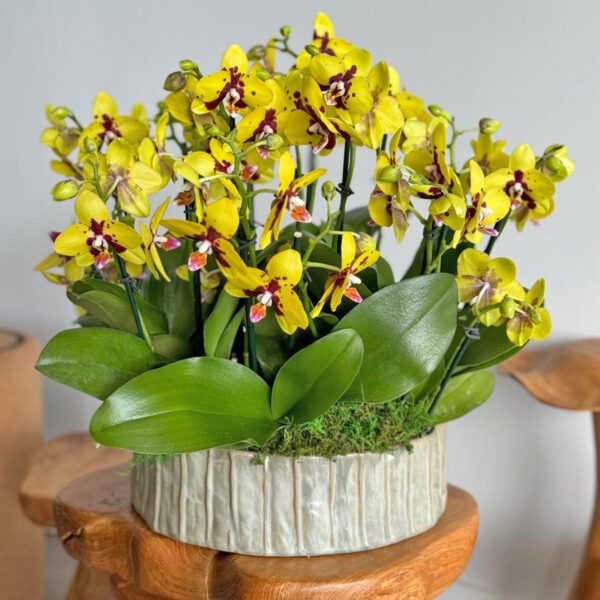 Sun Orchids