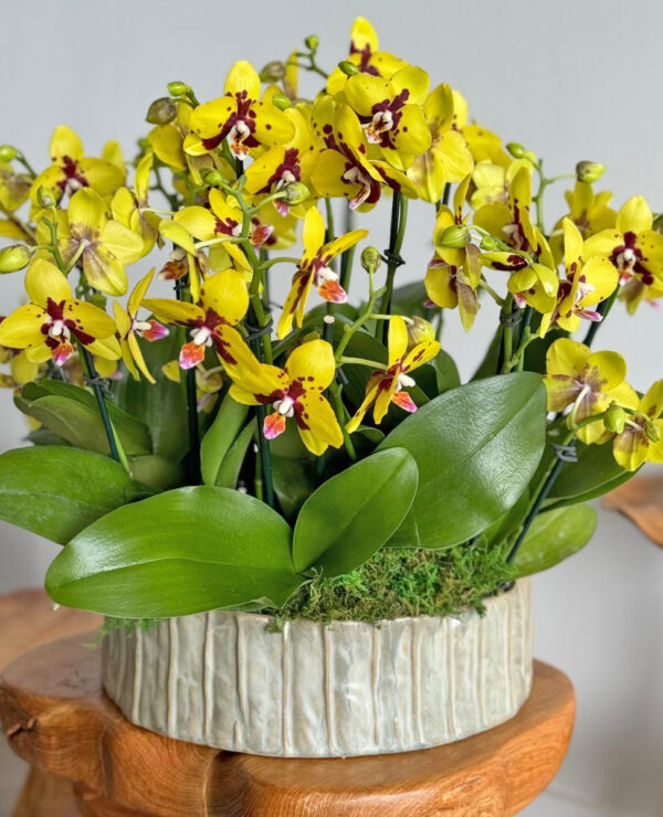 Sun Orchids
