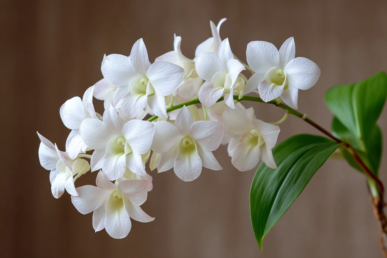 Dendrobium 